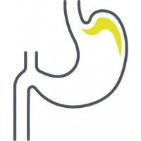 Ein Symbolbild für die Fachrichtung Gastroenterologie